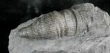 Horn Coral, Devonian Aged From New York #25129-1